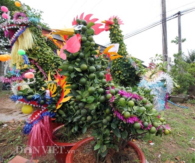 quat canh hinh ga sieu bat mat o mien tay hinh anh 9