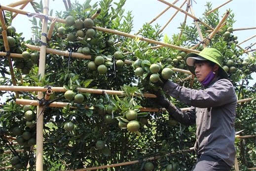 Thu tiền tỷ nhờ 'ép' cam, quýt ra trái vụ