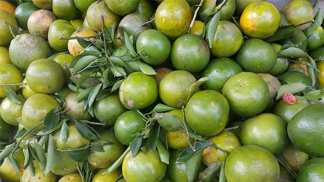 Thu tiền tỷ nhờ 'ép' cam, quýt ra trái vụ