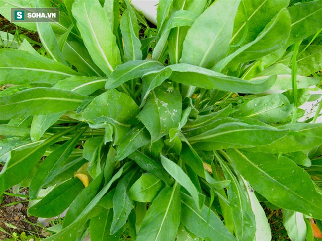 Chứa chất chống ung thư gấp 20 lần bắp cải, đây là thuốc chữa căn bệnh nguy hiểm của phụ nữ - Ảnh 1.