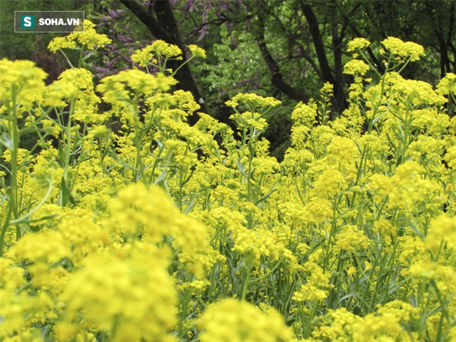 Chứa chất chống ung thư gấp 20 lần bắp cải, đây là thuốc chữa căn bệnh nguy hiểm của phụ nữ - Ảnh 2.