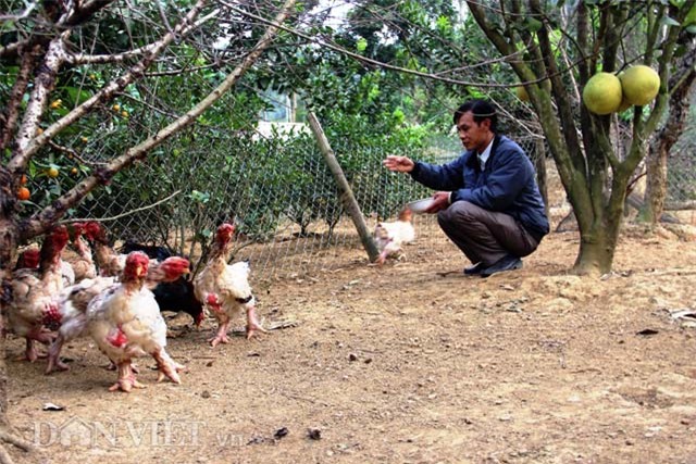 “lac” vao trai ga quy hiem doc nhat xu thanh hinh anh 1