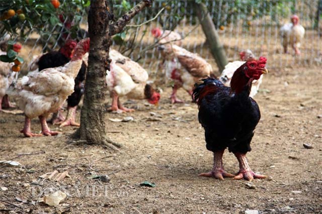 “lac” vao trai ga quy hiem doc nhat xu thanh hinh anh 5