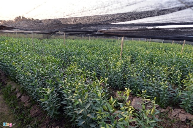 Nong dan om lo vi hoa ly ngoai no som truoc Tet hinh anh 1