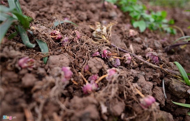 Nong dan om lo vi hoa ly ngoai no som truoc Tet hinh anh 10