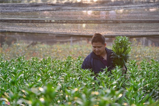 Nong dan om lo vi hoa ly ngoai no som truoc Tet hinh anh 2
