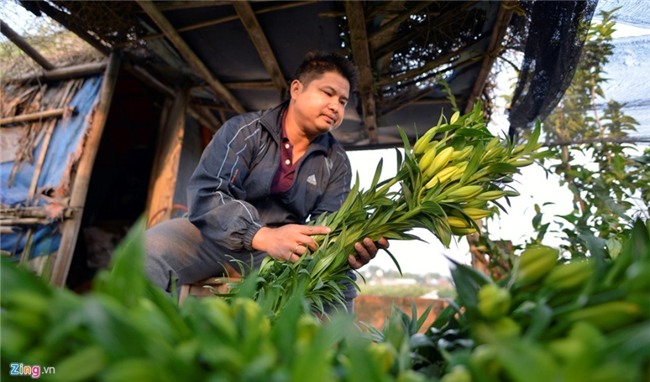 Nong dan om lo vi hoa ly ngoai no som truoc Tet hinh anh 3