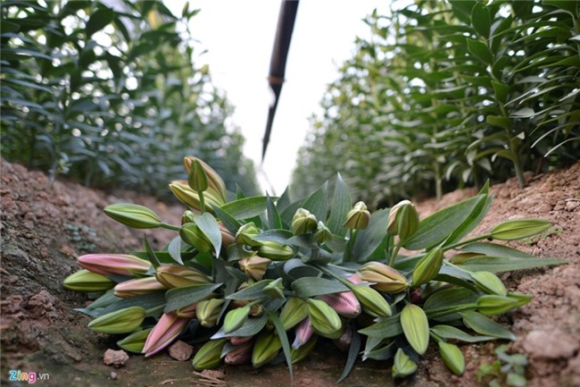 Nong dan om lo vi hoa ly ngoai no som truoc Tet hinh anh 4