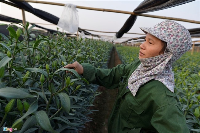 Nong dan om lo vi hoa ly ngoai no som truoc Tet hinh anh 5