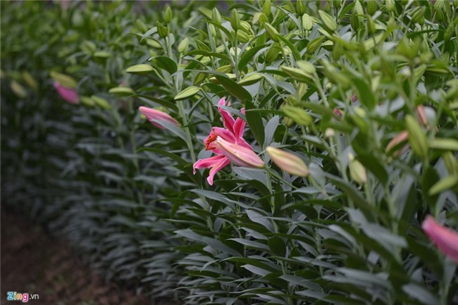 Nong dan om lo vi hoa ly ngoai no som truoc Tet hinh anh 6