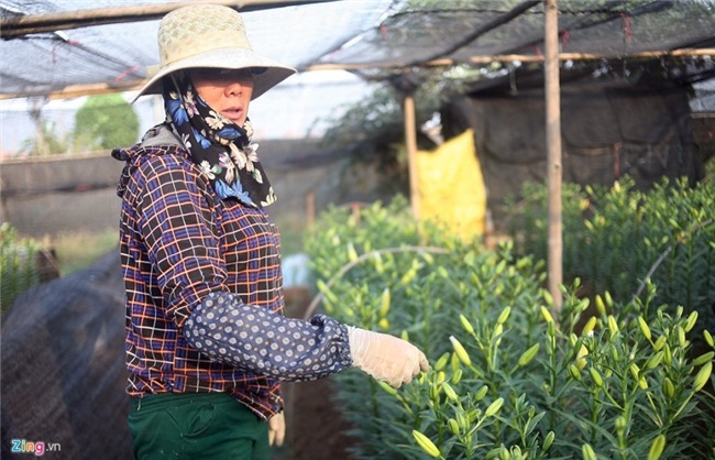 Nong dan om lo vi hoa ly ngoai no som truoc Tet hinh anh 7