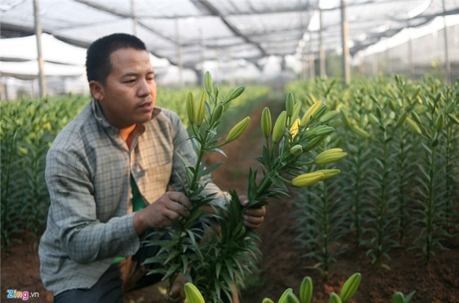 Nong dan om lo vi hoa ly ngoai no som truoc Tet hinh anh 8