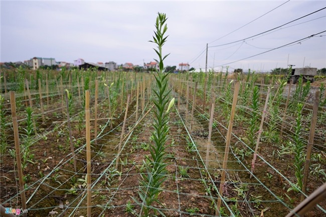 Nong dan om lo vi hoa ly ngoai no som truoc Tet hinh anh 9