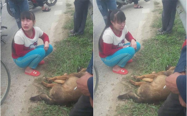 Cô bé khóc nức nở bên cạnh chú chó bị tai nạn ngày cuối năm
