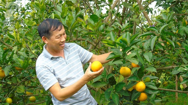 Giáp Tết, cam xã Đoài bán tại vườn đã 60.000 đồng một quả mà vẫn cháy hàng - Ảnh 4.