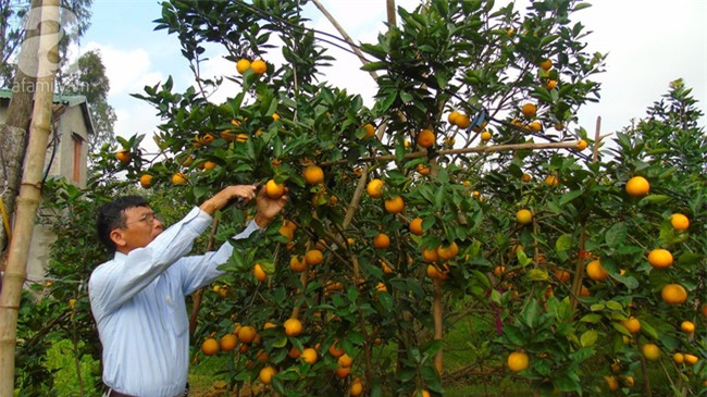 Giáp Tết, cam xã Đoài bán tại vườn đã 60.000 đồng một quả mà vẫn cháy hàng - Ảnh 7.