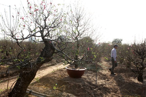 Ngắm cây đào cổ siêu đẹp, giá “trên trời” cũng không bán - 1