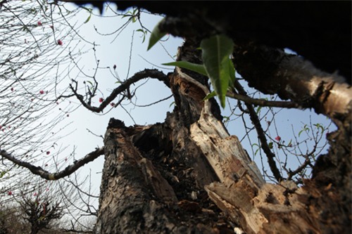 Ngắm cây đào cổ siêu đẹp, giá “trên trời” cũng không bán - 10