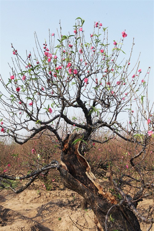 Ngắm cây đào cổ siêu đẹp, giá “trên trời” cũng không bán - 11