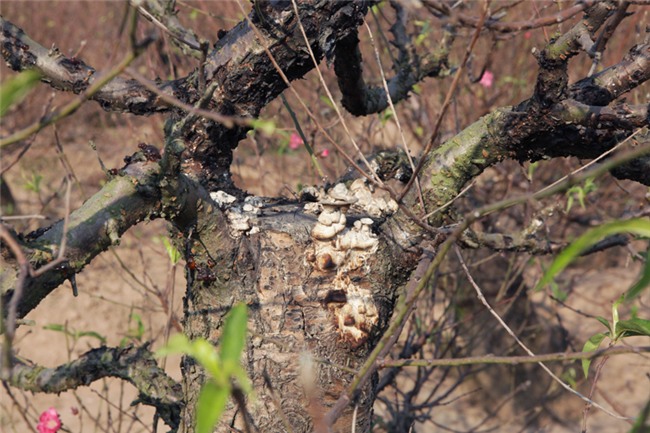 Ngắm cây đào cổ siêu đẹp, giá “trên trời” cũng không bán - 12