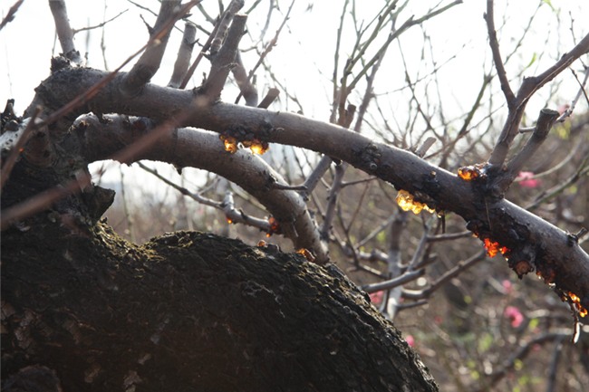 Ngắm cây đào cổ siêu đẹp, giá “trên trời” cũng không bán - 13