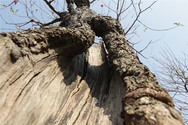 Ngắm cây đào cổ siêu đẹp, giá “trên trời” cũng không bán - 14