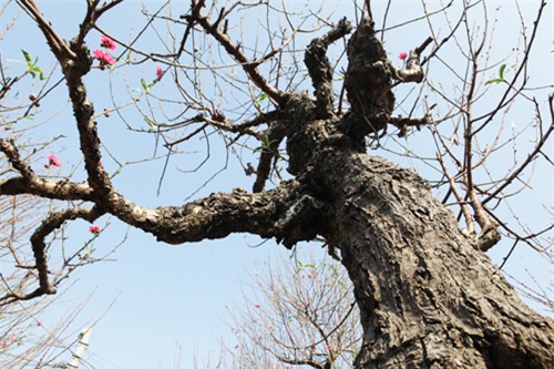 Ngắm cây đào cổ siêu đẹp, giá “trên trời” cũng không bán - 15