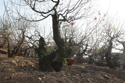 Ngắm cây đào cổ siêu đẹp, giá “trên trời” cũng không bán - 2