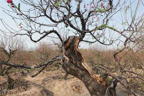 Ngắm cây đào cổ siêu đẹp, giá “trên trời” cũng không bán - 3