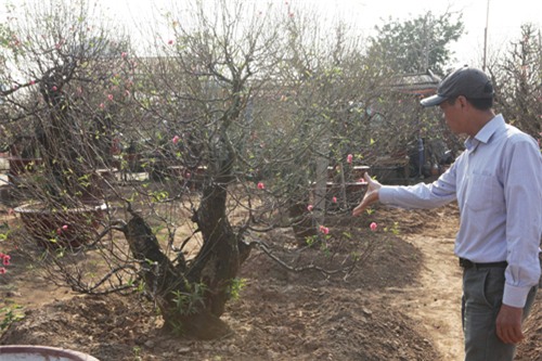 Ngắm cây đào cổ siêu đẹp, giá “trên trời” cũng không bán - 4