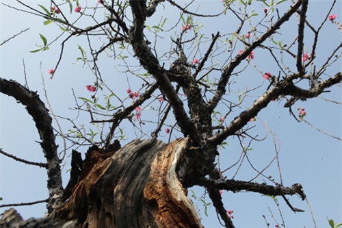 Ngắm cây đào cổ siêu đẹp, giá “trên trời” cũng không bán - 5