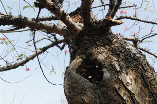 Ngắm cây đào cổ siêu đẹp, giá “trên trời” cũng không bán - 6