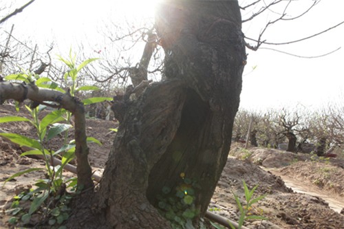 Ngắm cây đào cổ siêu đẹp, giá “trên trời” cũng không bán - 7