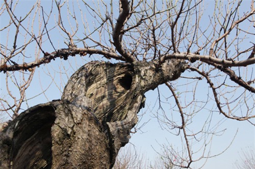 Ngắm cây đào cổ siêu đẹp, giá “trên trời” cũng không bán - 8