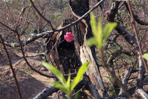 Ngắm cây đào cổ siêu đẹp, giá “trên trời” cũng không bán - 9