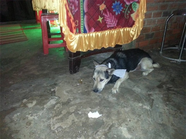 Chủ nhân qua đời, chú chó trung thành bỏ ăn đến chết khiến nhiều người xót xa - Ảnh 2.