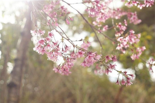 4 địa điểm du lịch không thể tuyệt vời hơn cho chuyến đi tháng 1 - Ảnh 5.