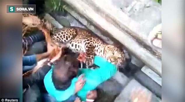 Kinh hoàng khoảnh khắc báo đốm quần nhau với hơn chục người đàn ông - Ảnh 2.