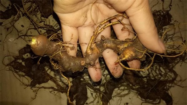 Sâm Ngọc Linh 30 triệu/kg: Thần dược đổ đống, bao nhiêu cũng có