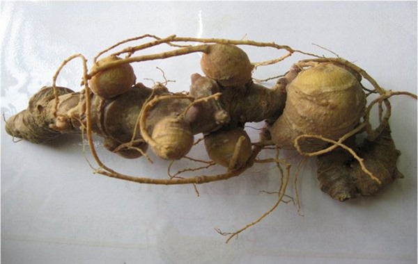 Sâm Ngọc Linh 30 triệu/kg: Thần dược đổ đống, bao nhiêu cũng có