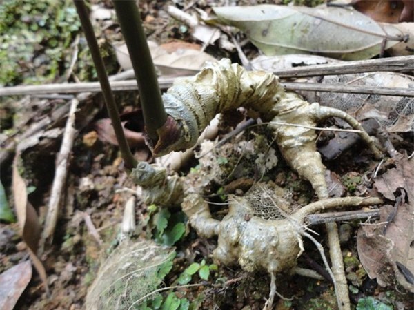 Sâm Ngọc Linh 30 triệu/kg: Thần dược đổ đống, bao nhiêu cũng có