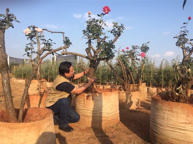 Những gốc hồng cổ có tuổi đời từ 50 đến 70 năm nên thân rất to, bông lớn.