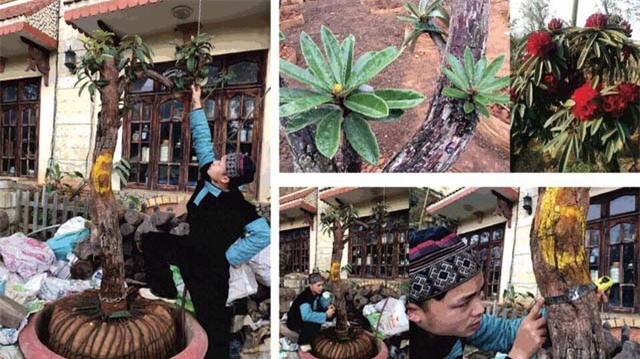 Những cây đỗ quyên hoa màu trắng hoặc màu đỏ, được giới thiệu có tuổi đời từ vài chục đến cả trăm năm, có giá từ gần 100 triệu đến trên 200 triệu đồng.