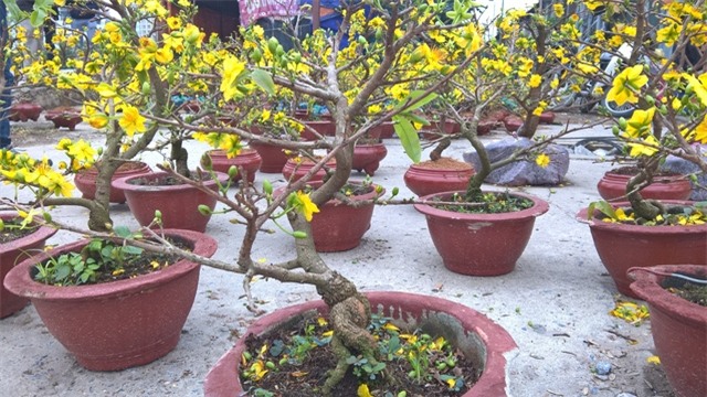 Điểm tập kết của mai vàng chủ yếu là cây kiểng nhỏ