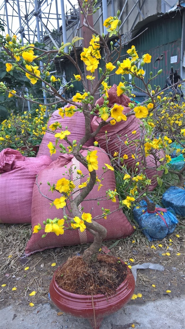 Theo người sành chơi mai, nụ hoa có thể để nở được 10 ngày, còn khi hoa đã khai hoa, chỉ có thể để tối đa 3 ngày là hoa sẽ rụng hết