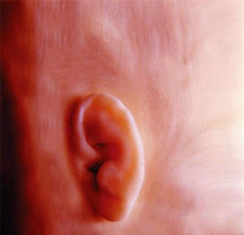 nhung buc anh sieu am ro tung centimet khien bac si cung phai giat minh - 2