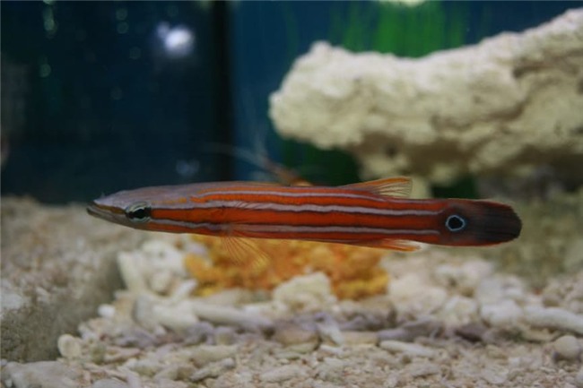 Top 7 siêu cá cảnh “đắt hơn vàng”