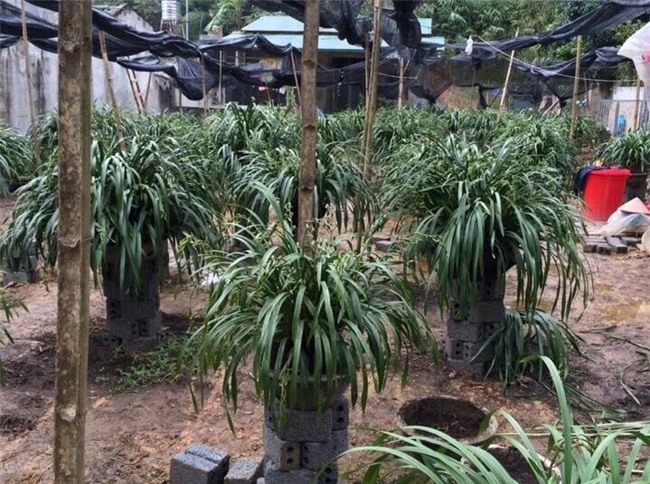 'Giấc mộng vua Trần': 200 triệu mua địa lan huyền thoại chơi Tết