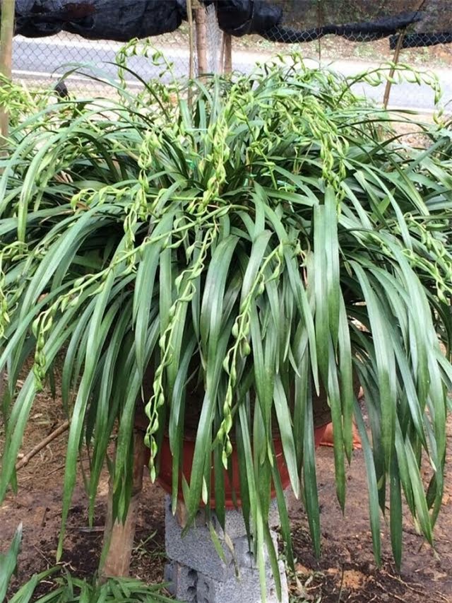 'Giấc mộng vua Trần': 200 triệu mua địa lan huyền thoại chơi Tết