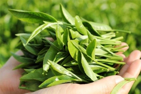 Nhiều bệnh nhân ung thư bỏ qua thứ lá thần dược cực kỳ rẻ tiền này - Ảnh 1.